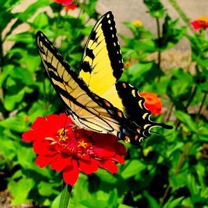 Meet your Posher, Elliot